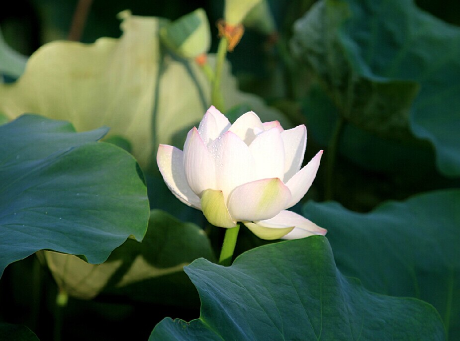 荷花 摄影 于搏