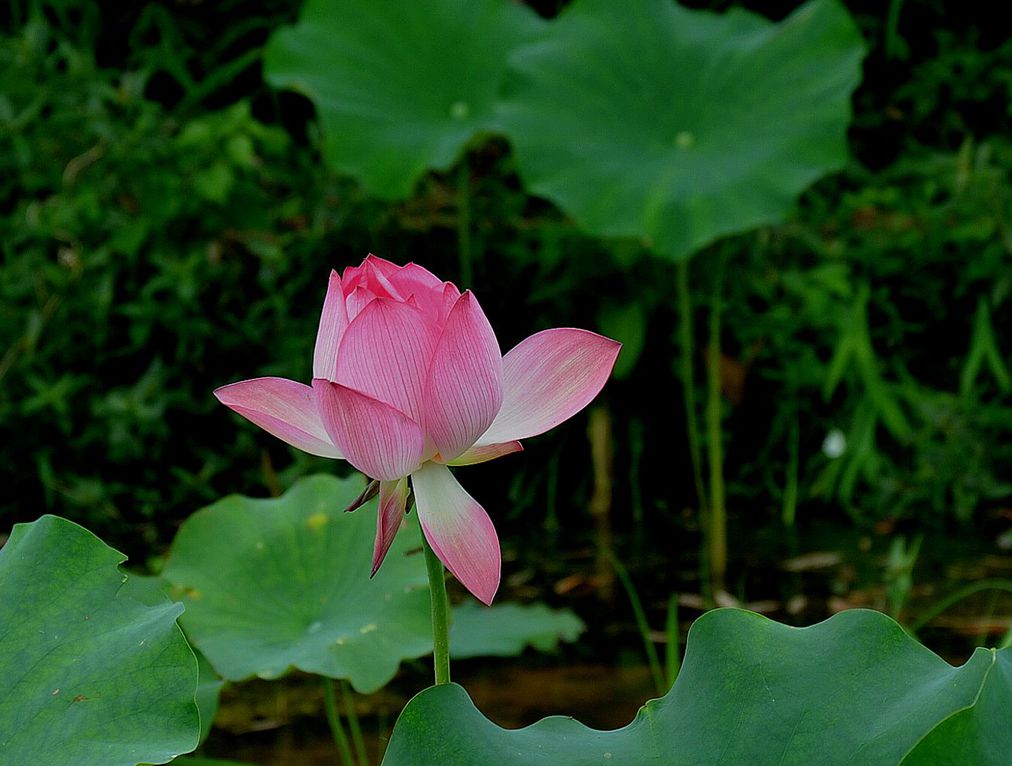 桂湖赏荷【5】 摄影 爱兰居士