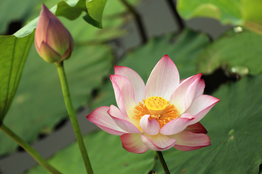 荷花 摄影 芷菡