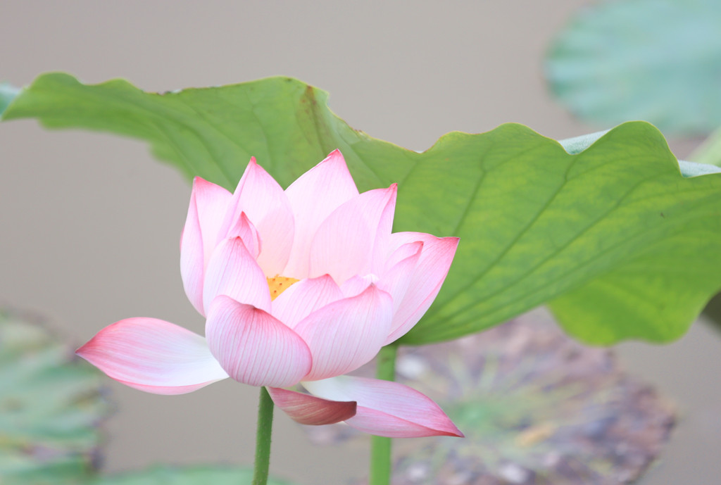 荷花 摄影 芷菡