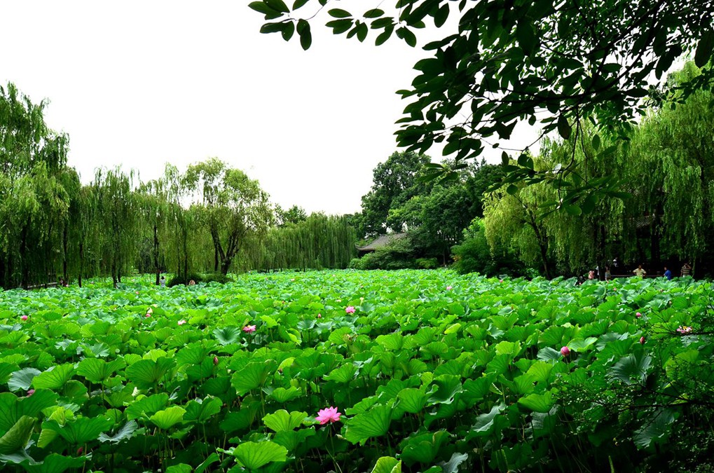 桂湖赏荷【6】 摄影 爱兰居士