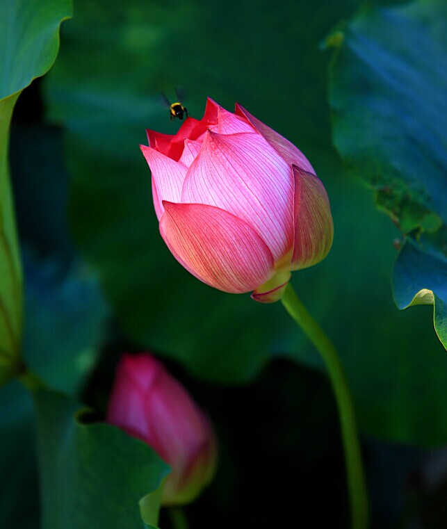 花蕾 摄影 于搏