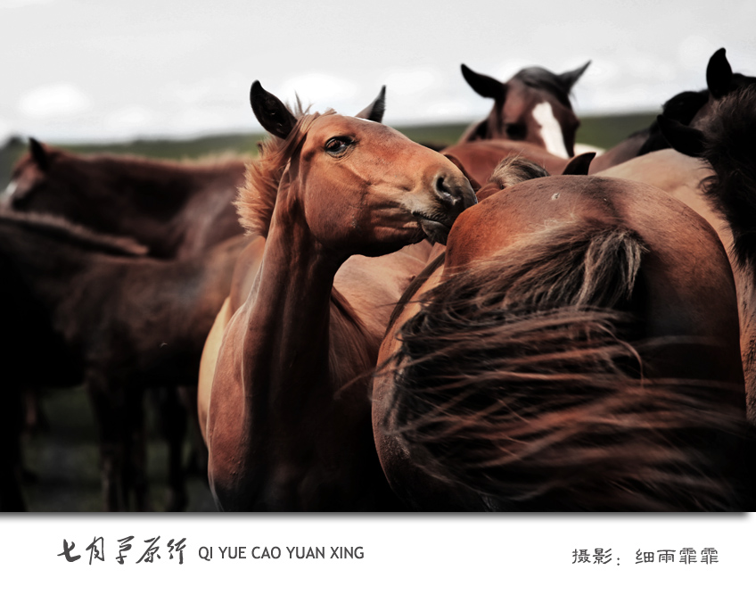 草原骏马-2 摄影 细雨霏霏