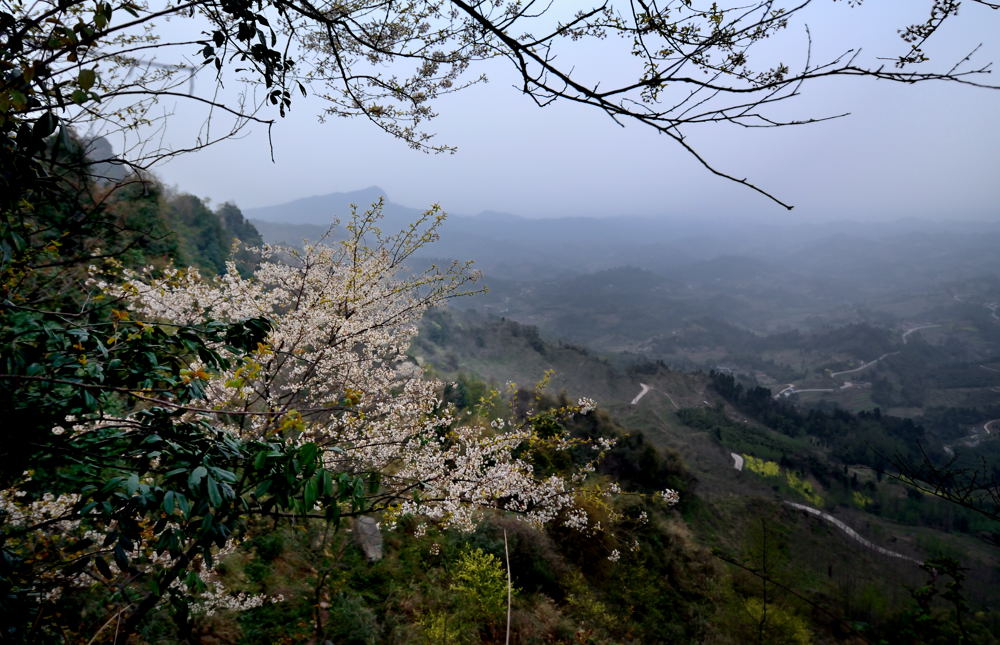 春意探头 摄影 luzhouzjy