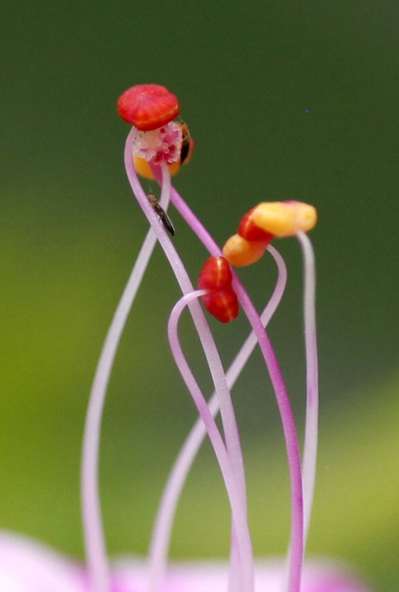 花蕊 摄影 二月龙