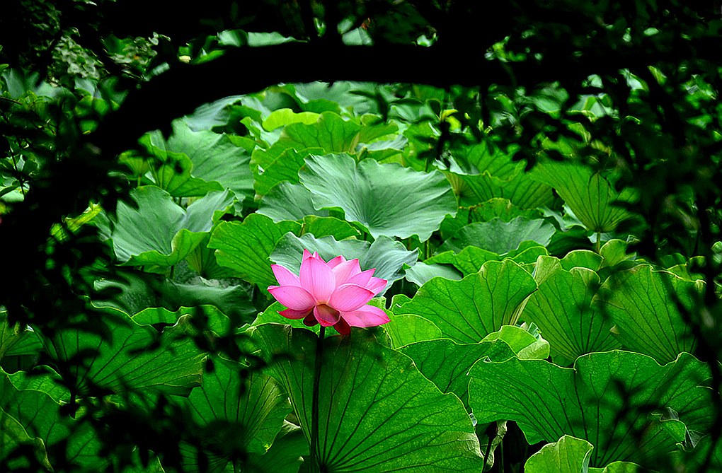 桂湖赏荷【9】 摄影 爱兰居士