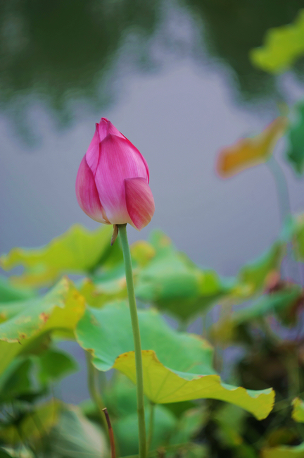 通惠河傍晚 摄影 芥末007946