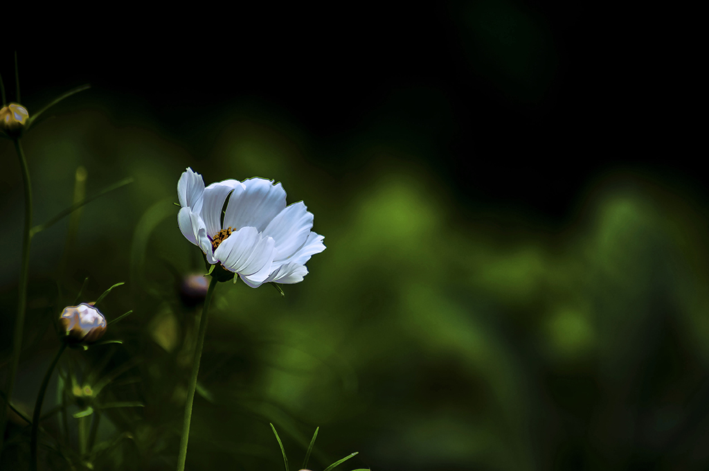 乡谣 摄影 lingsu