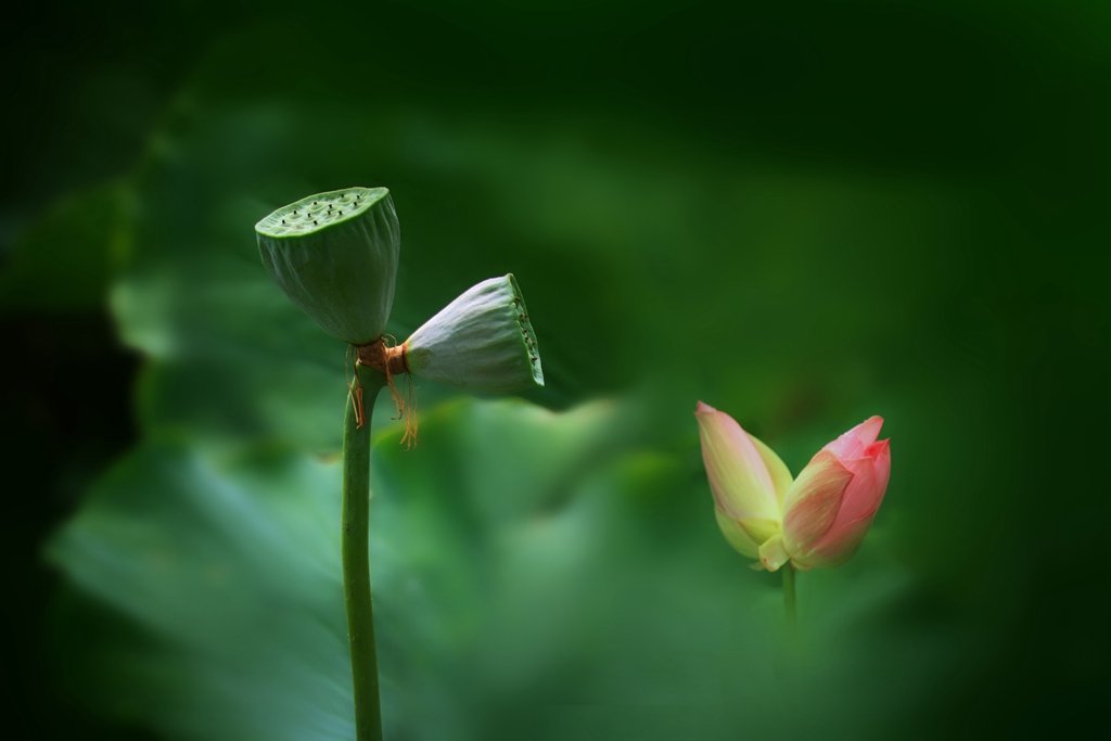 爱莲 摄影 柏岩