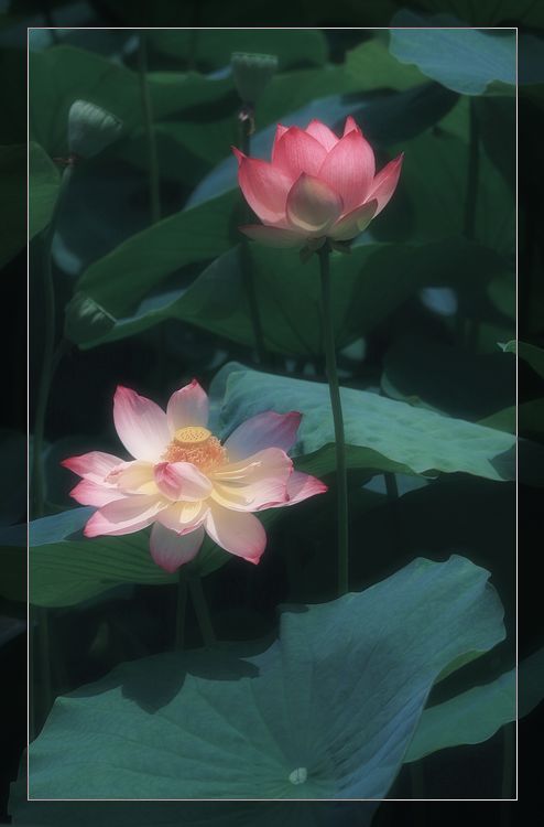 荷影 摄影 云上方2009