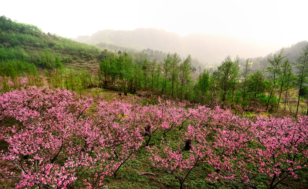 山花烂漫 摄影 luzhouzjy