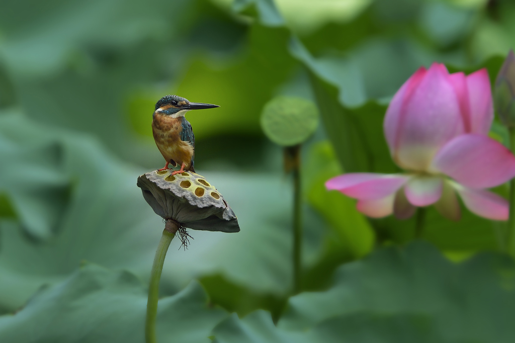 荷。翠 摄影 李戈戈好野