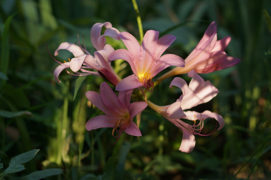 朝露 摄影 芥末007946