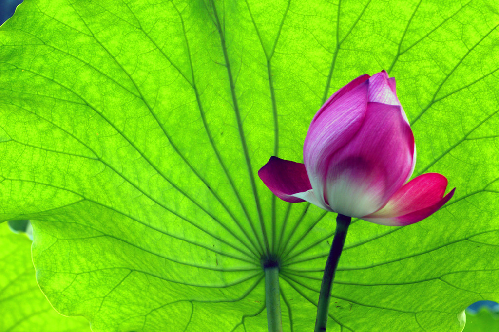 呵护 摄影 芷菡