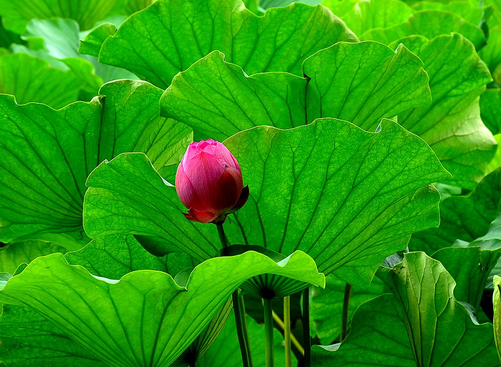 桂湖赏荷【12】 摄影 爱兰居士