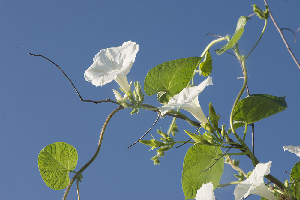 牵牛花 摄影 明暗妙用