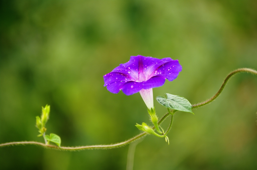 多情的牵牛花5 摄影 一声长鸣