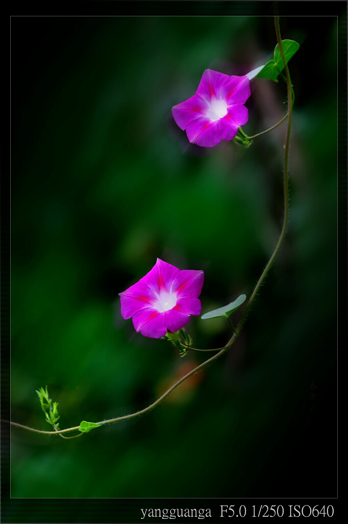 牵牛花 摄影 yangguanga