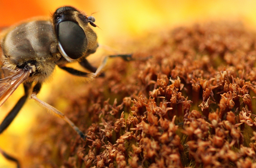 微观蜜蜂 摄影 wangshihua