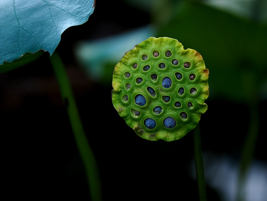 莲子蜗居 摄影 幻影流动