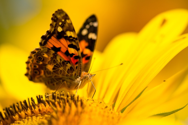 蝴蝶与向日葵 摄影 奇舞