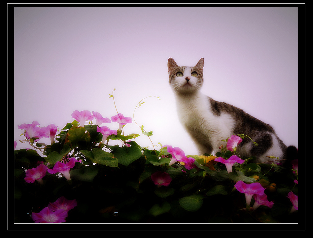 << 猫咪与牵牛花 >>之二 摄影 海婴