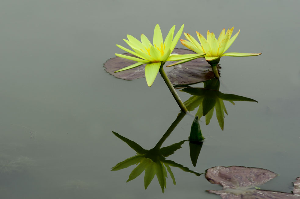 睡莲 摄影 SeoGuangDeok