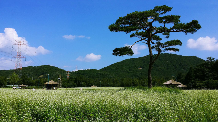 荞麦花开时 摄影 SeoGuangDeok