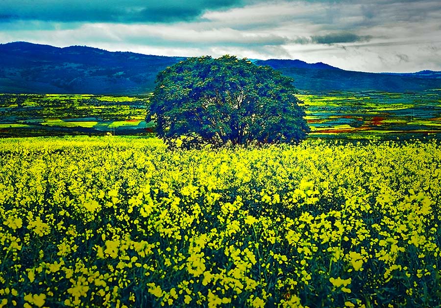 油菜花 摄影 大山风