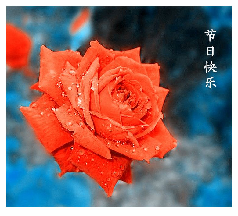 祝大家仲秋节快乐！ 摄影 菊子