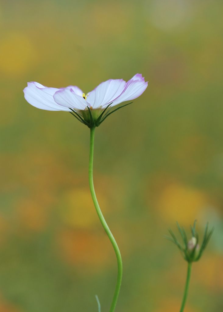 格桑花 摄影 研影