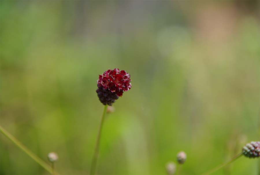 小花 摄影 ahzheng