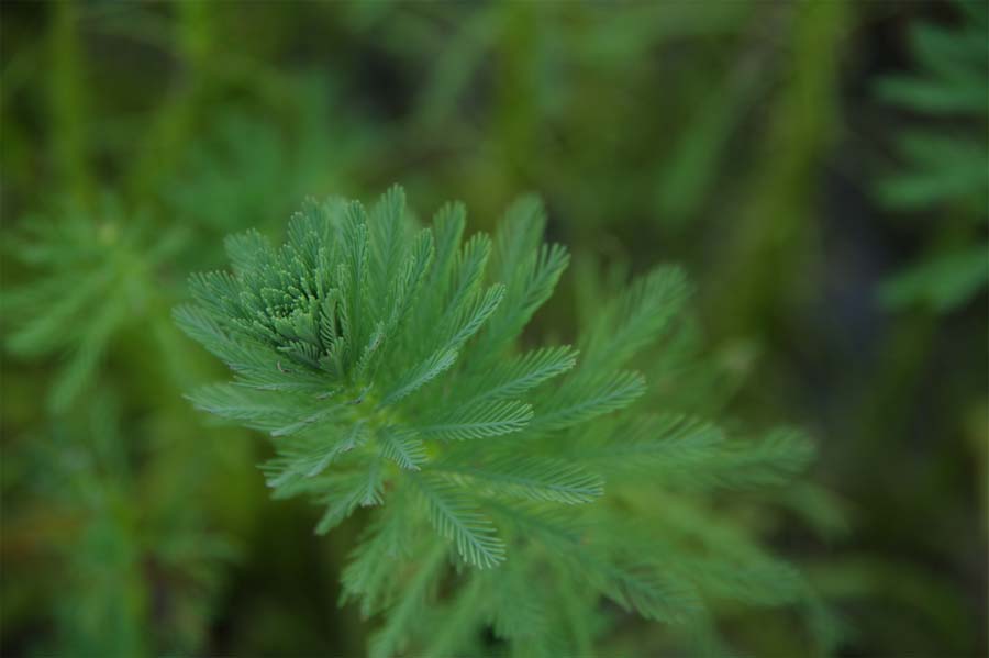 宏村的虎尾草 摄影 ahzheng