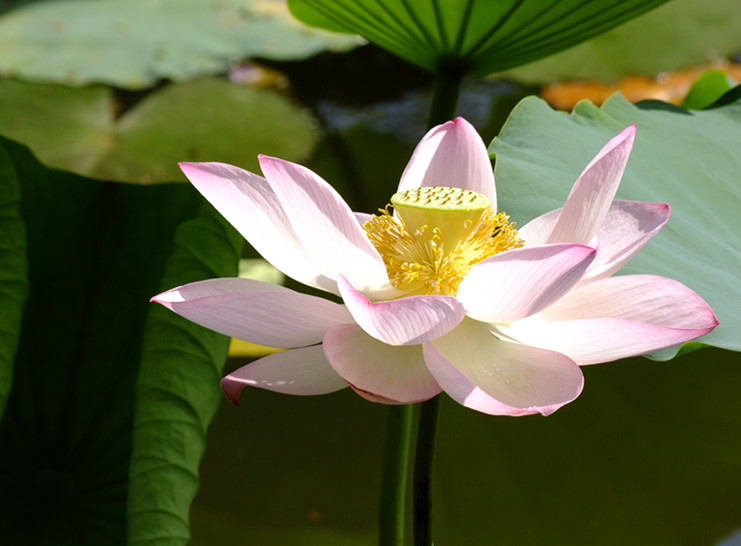 莲 摄影 静湖明月