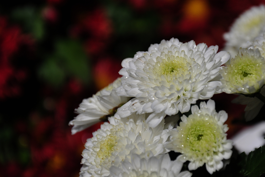 《菊花》 摄影 海水浪滔滔