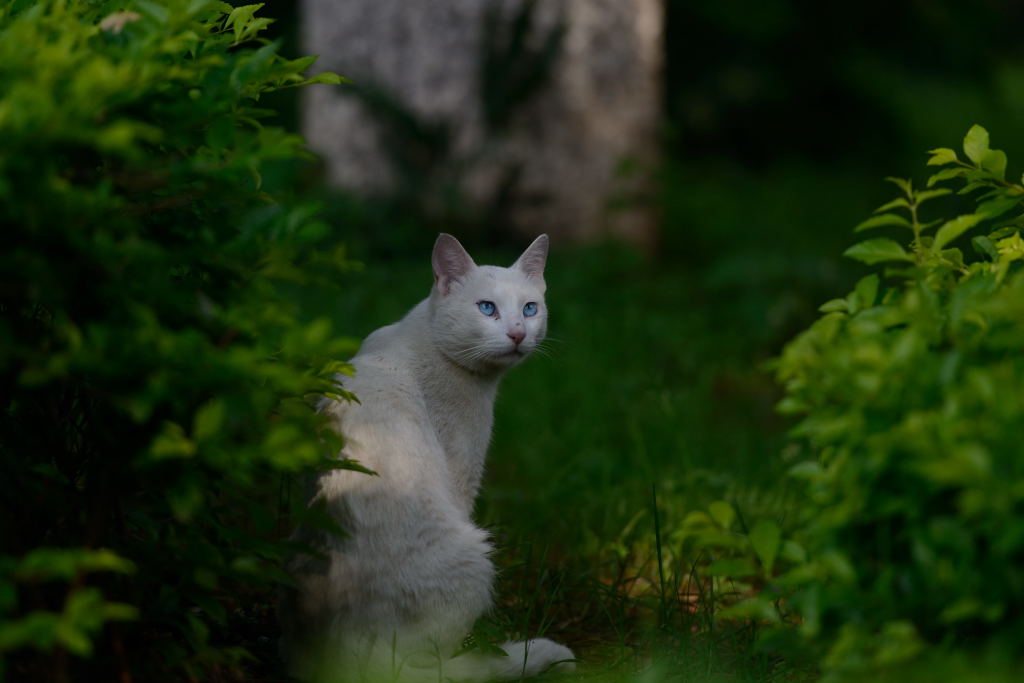 林荫下的肥猫 摄影 十闷九梅花