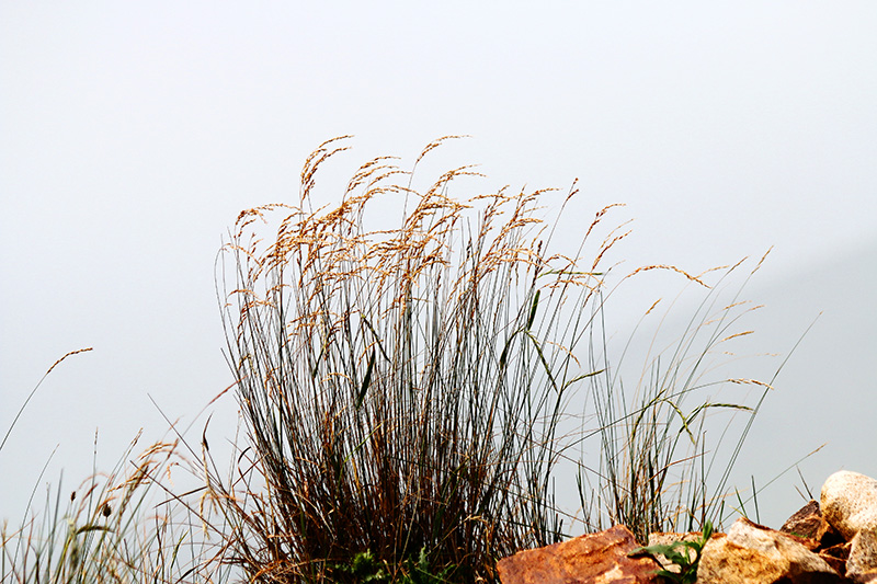 张北草原天路行16—桦皮岭野花 摄影 寒梅傲雪