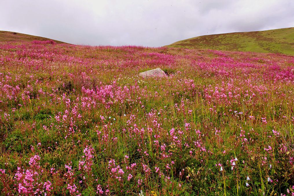 山花烂漫 摄影 dengge