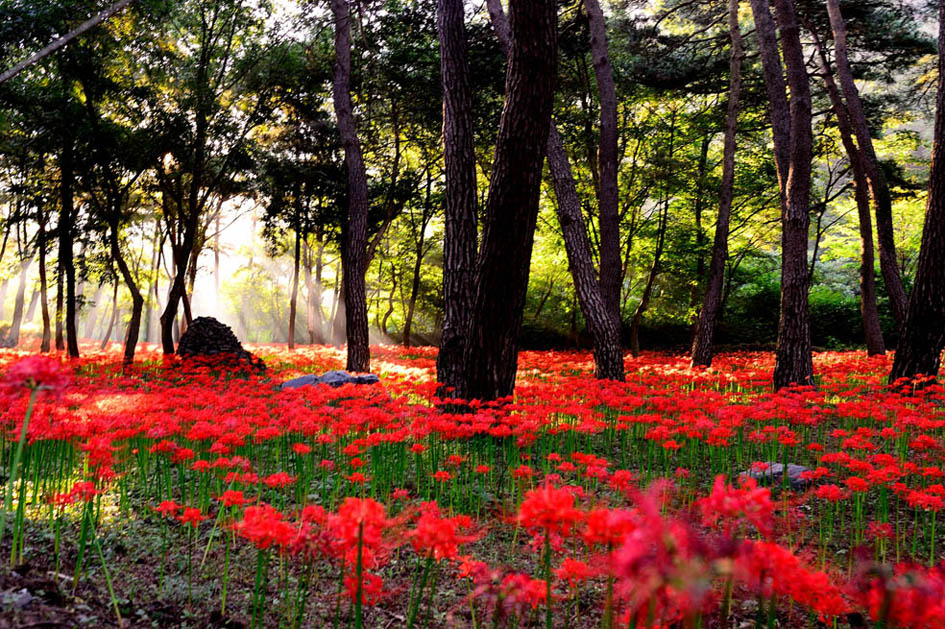 相思花 摄影 SeoGuangDeok