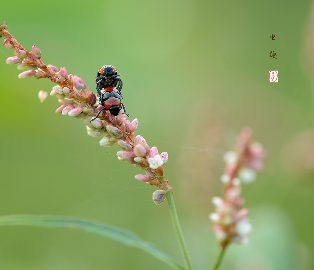 虫趣 摄影 芦林津渡