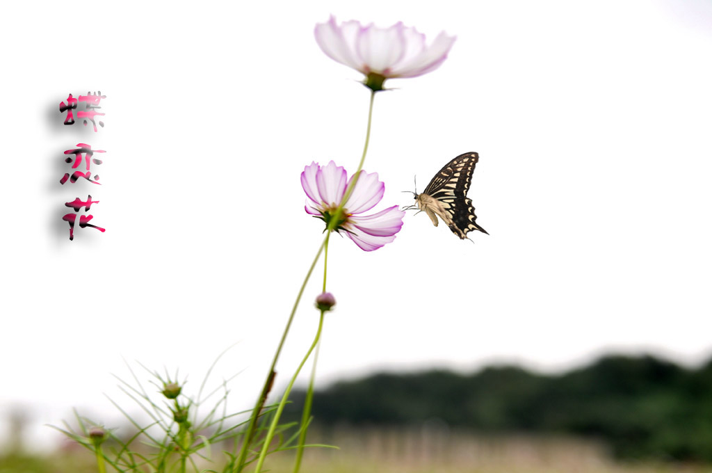 格桑花2 摄影 若木