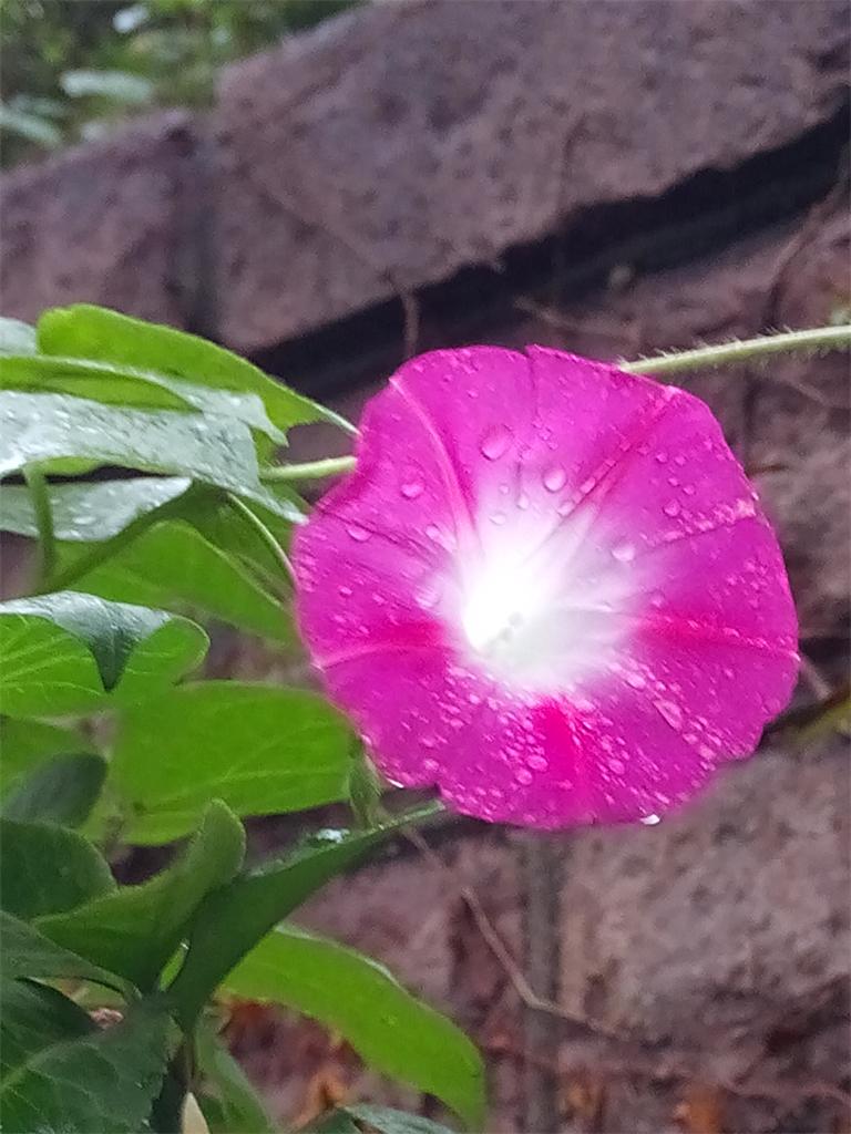 雨中啦叭花 摄影 快乐孙老头