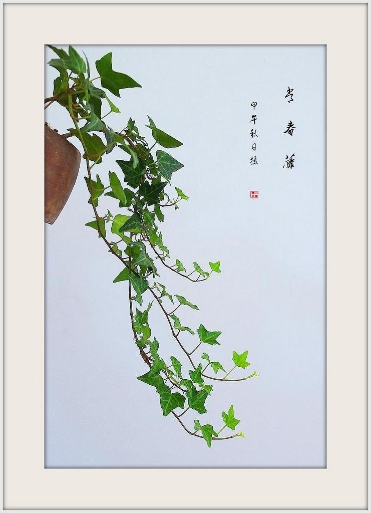 小品《常春藤》 摄影 dyy80