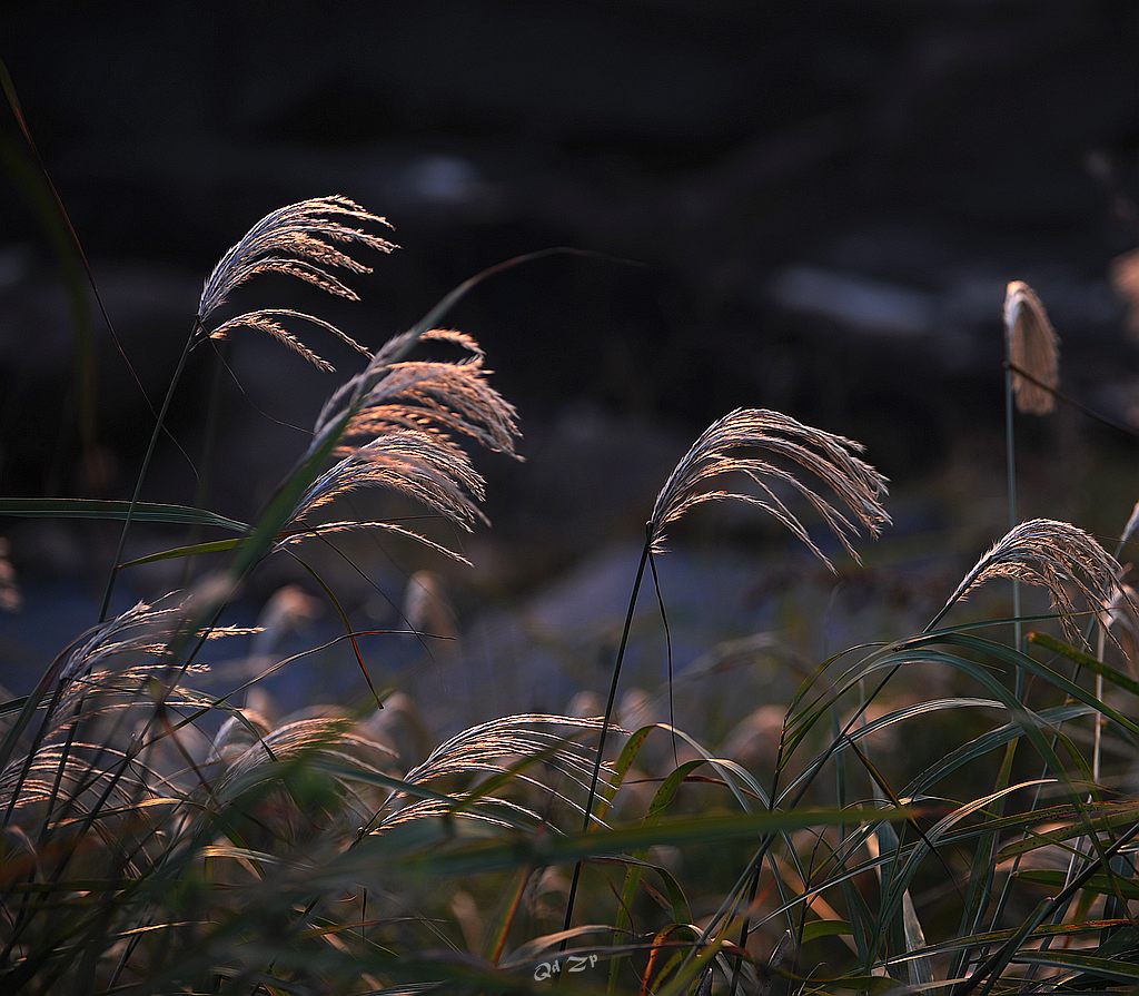 青岛晨光中的芦苇 摄影 qdzp