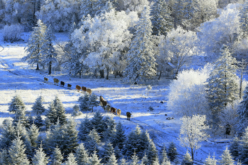 延边老岭第一场雪 摄影 裴老三