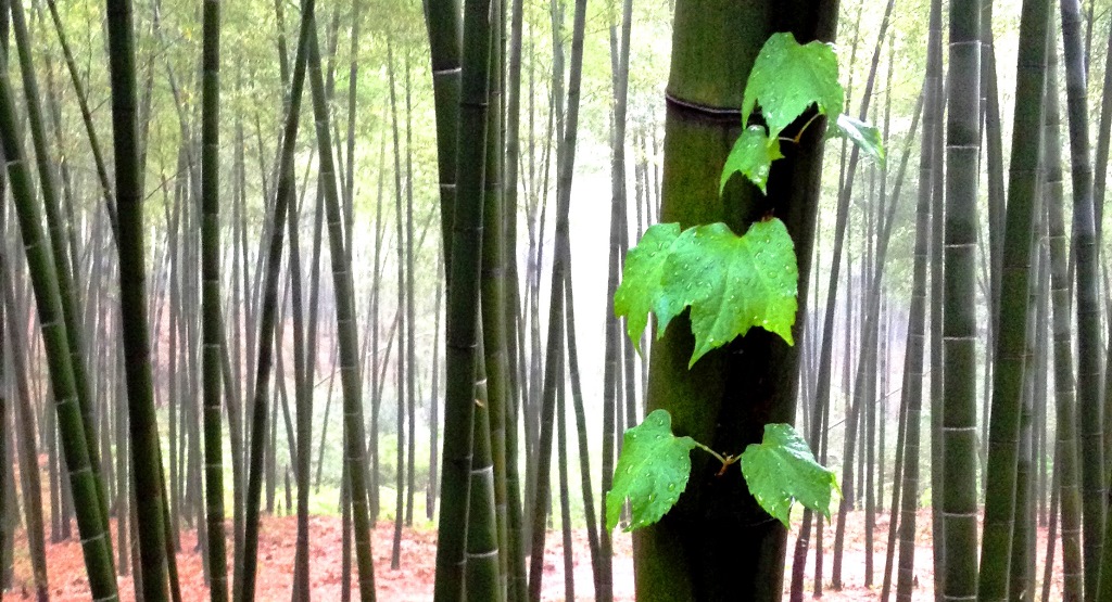 竹林一景 摄影 清风掠过