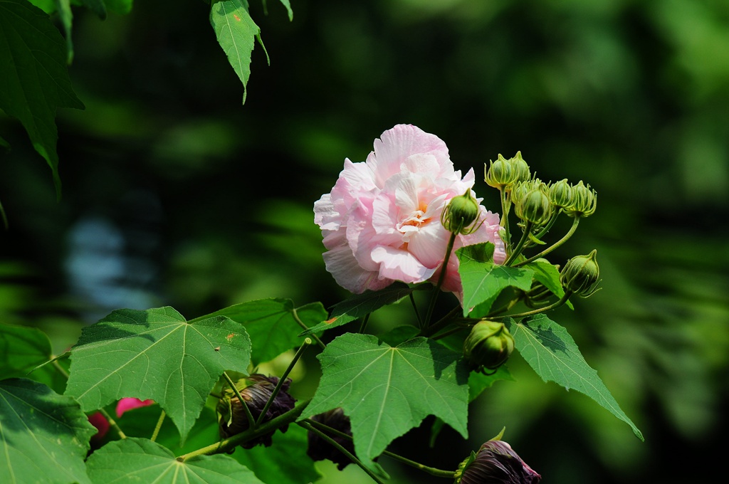 早晨的芙蓉 摄影 tjq