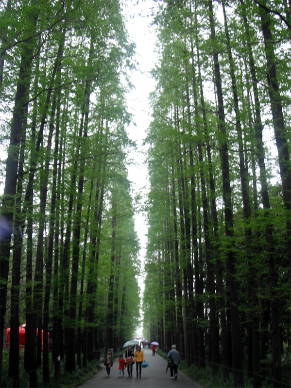 濛濛细雨林荫路 摄影 白色风帆