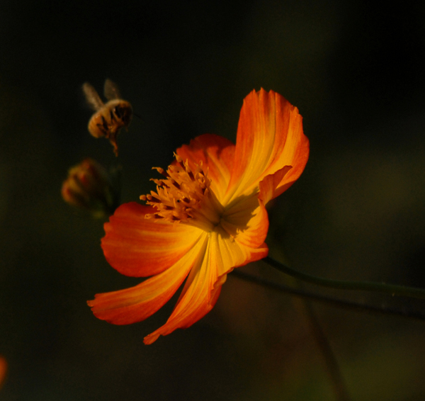 花与小蜜蜂 摄影 a88888888