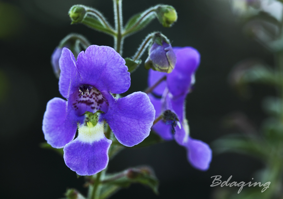 天使薰衣草 摄影 Bdaqing